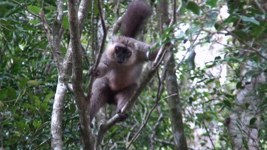 Madagascar-Nosy Be